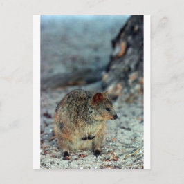 Quokka mit niedlicher Wut auf der Insel Rottnest Postkarte