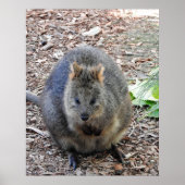 Quokka Poster (Vorne)