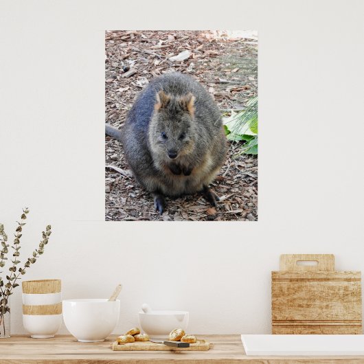 Quokka Poster (Küche)