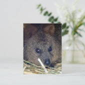 Quokka Postkarte (Stehend Vorderseite)