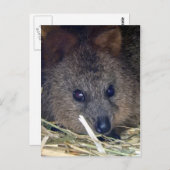 Quokka Postkarte (Vorne/Hinten)