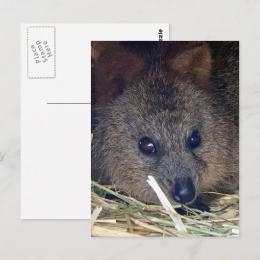 Quokka Postkarte (Vorne/Hinten)