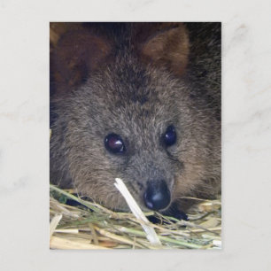Quokka Postkarte