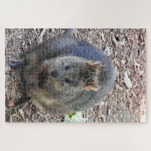 Quokka Puzzle (Horizontal)