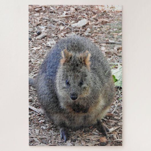 Quokka Puzzle (Vertikal)