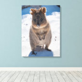 Quokka, Rottnest Island, Australien Leinwanddruck (Insitu (Holzboden))