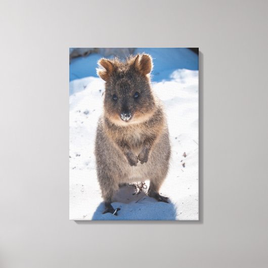 Quokka, Rottnest Island, Australien Leinwanddruck (Vorderseite)