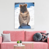 Quokka, Rottnest Island, Australien Leinwanddruck (Insitu (Wohnzimmer))