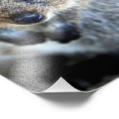 Quokka Western Australian Marsupial Fotodruck (Ecke)