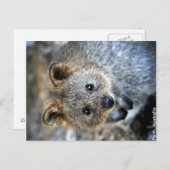 Quokka Western Australien Postcard Postkarte (Vorne/Hinten)