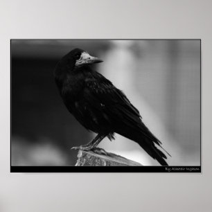 Quoth der Rabe Poster