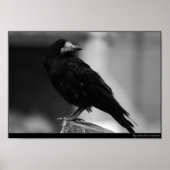 Quoth the Raven Poster (Vorne)