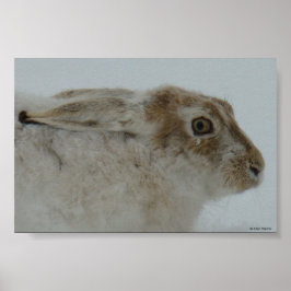 R11 Schneeschuh-Hareschuss Poster