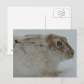 R11 Schneeschuh-Hareschuss Postkarte (Vorne/Hinten)