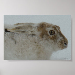 R11 Schneeschuhhase Kopfschuss Poster