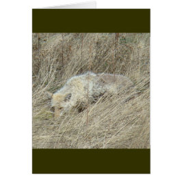 R13 Coyote in Großgras