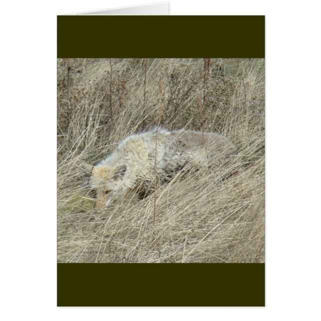 R13 Coyote in Großgras (Vorne)