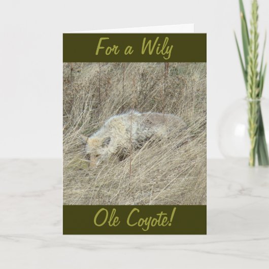 R13 Coyote in Großgras Karte (Vorderseite)
