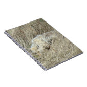 R13 Coyote in Großgras Notizblock (Rechte Seite)