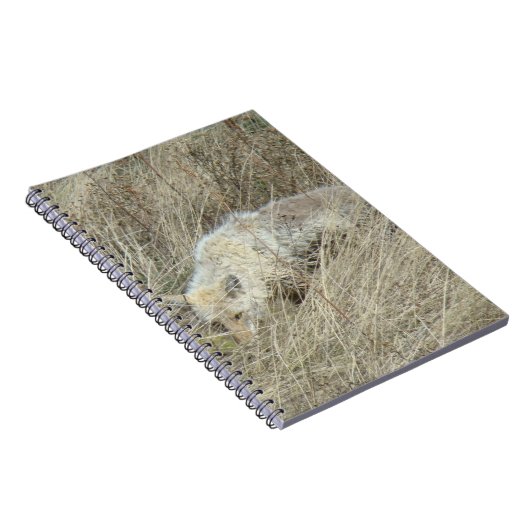 R13 Coyote in Großgras Notizblock (Rechte Seite)