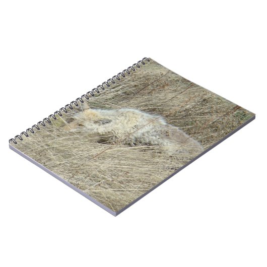 R13 Coyote in Großgras Notizblock (Linke Seite)