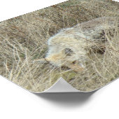R13 Coyote in Großgras Poster (Ecke)
