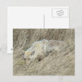 R13 Coyote in Großgras Postkarte (Vorne/Hinten)