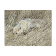 R13 Coyote in Großgras