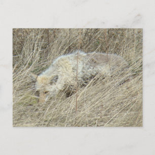 R13 Kojote im hohen Gras Postkarte