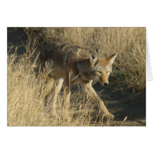 R14 Coyote Walking