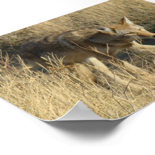 R14 Coyote Walking Poster (Ecke)