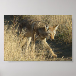 R14 Coyote Walking Poster