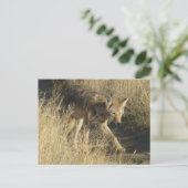 R14 Coyote Walking Postkarte (Stehend Vorderseite)