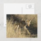 R14 Coyote Walking Postkarte (Vorne/Hinten)