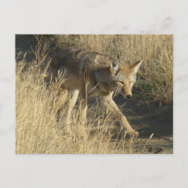 R14 Coyote Walking Postkarte