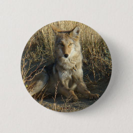 R15 Coyote Lay Button