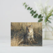 R15 Coyote Lay Postkarte (Stehend Vorderseite)