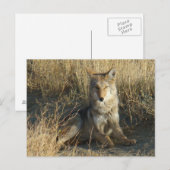 R15 Coyote Lay Postkarte (Vorne/Hinten)