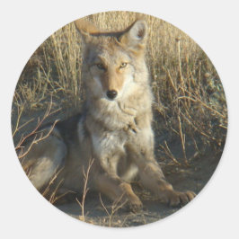 R15 Coyote Lay Runder Aufkleber