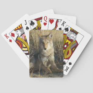 R15 Coyote Lay Spielkarten