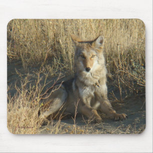 R15 Kojote liegt Mousepad