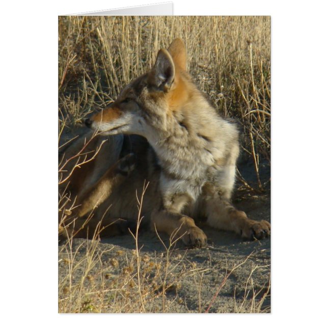 R16 Coyote Scratching (Vorne)
