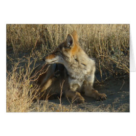 R16 Coyote Scratching
