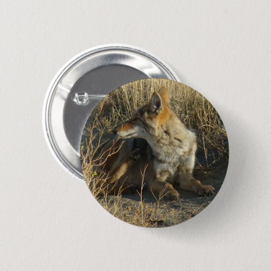 R16 Coyote Scratching Button (Vorne & Hinten)