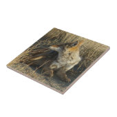 R16 Coyote Scratching Fliese (Seite)