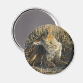 R16 Coyote Scratching Magnet (Vorderseite/Rückseite)