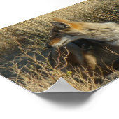 R16 Coyote Scratching Poster (Ecke)