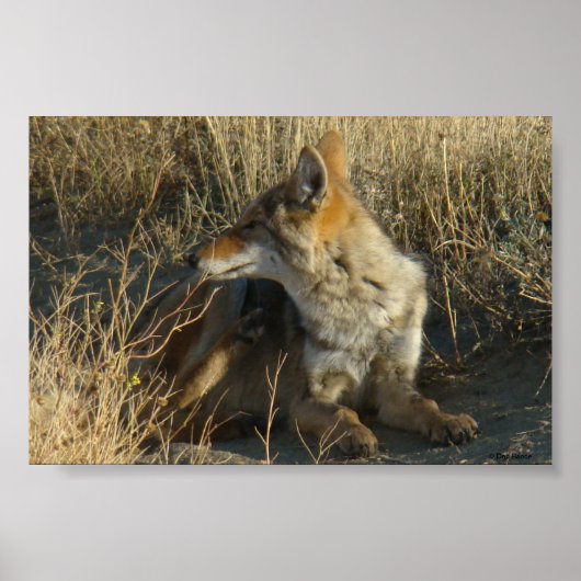 R16 Coyote Scratching Poster (Vorne)