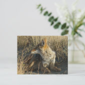 R16 Coyote Scratching Postkarte (Stehend Vorderseite)