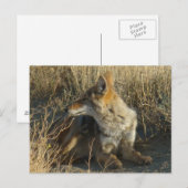 R16 Coyote Scratching Postkarte (Vorne/Hinten)
